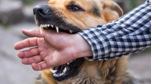 Más de 400 mordeduras de perro notificadas en el primer semestre en Salta