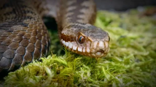 Se dejó morder más de 200 veces por serpientes venenosas y hoy se estudia como antídoto.