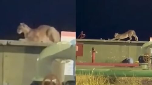 Sorpresa en Vaca Muerta: apareció un puma y asustó a los trabajadores