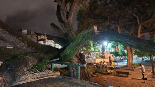 Retiraron un árbol de gran porte que cayó en plaza Belgrano