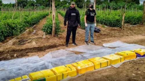Narcos “camuflados” de productores: escondían más de 170 kilos de cocaína entre tomates