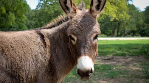 Carne de burro en el país del asado: el impacto de una postal inédita de la crisis
