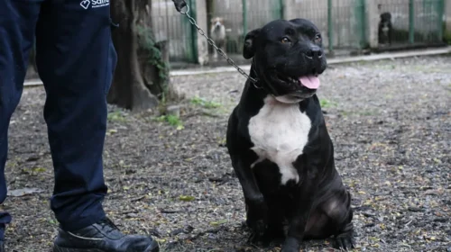 Treinta perros esperan una familia: el Centro de Adopciones invita a visitarlos