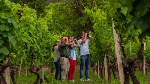 Salta se consolida como referente nacional en turismo de naturaleza y observación de aves
