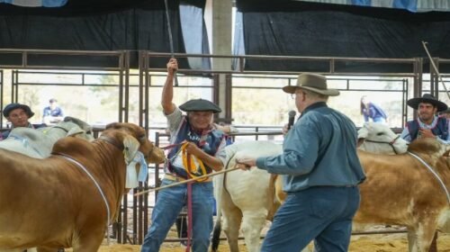 Eligieron a los mejores ejemplares de Brahman en la 24º Exposición Nacional de la raza bovina