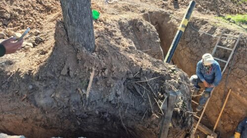 Grave: La Municipalidad multó a Naturgy por la destrucción de árboles nativos en avenida Perón