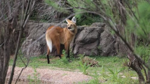 Día de la Biodiversidad: por qué es un pilar de la vida en la Tierra y cuáles son las alertas de su degradación