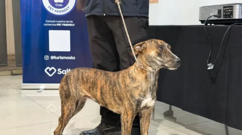 La Ciudad sigue sumando espacios amigables para disfrutar junto a las mascotas