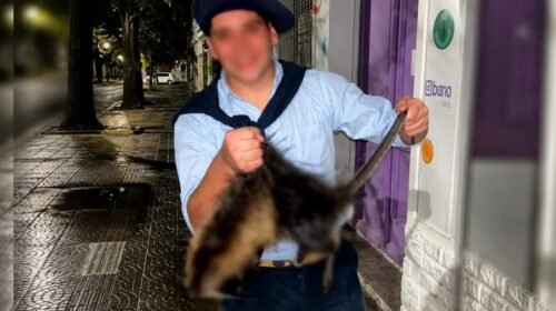 Indignación en Bahía Blanca: denunciaron a un grupo de jóvenes que filmó cómo mataba a patadas a una nutria