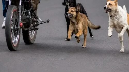 Histórico fallo en Corrientes: Condenan a los dueños de dos perros a pagar casi $4,7 millones tras el brutal ataque a una motociclista