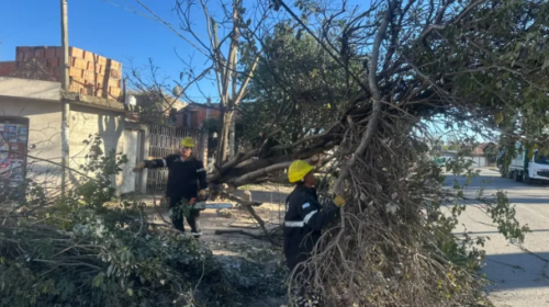 La Municipalidad intervino en 135 incidentes por el viento y el fuego