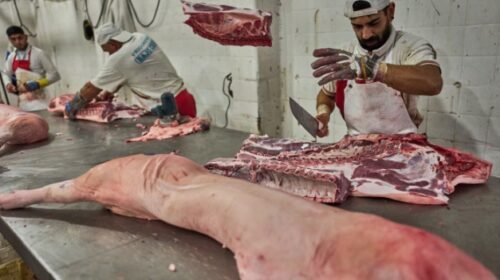 El ingreso de dólares por exportaciones de carne porcina y derivados creció más de 150% interanual entre enero y mayo