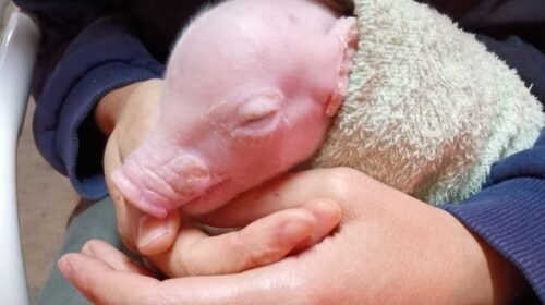 Nace en Argentina el primer cerdo modificado genéticamente para trasplante de órganos a humanos