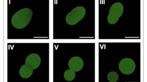 Logran crear una célula artificial que logra completar todo su ciclo de vida