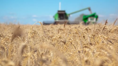 A pesar de la cosecha récord, el agro dejará U$S 1.200 millones menos de lo proyectado
