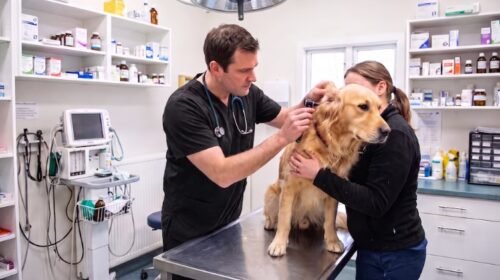 Día del Veterinario en la Argentina: por qué se celebra el 6 de agosto